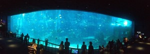 The World Record Aquarium Display