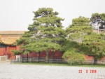 Even the trees were amazing!