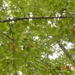2004-09-28_Img006.jpg