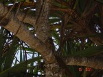 Highlight for Album: Bali, Indonesia Holiday June 2003