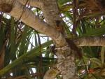 Another picture of the same squirrel
