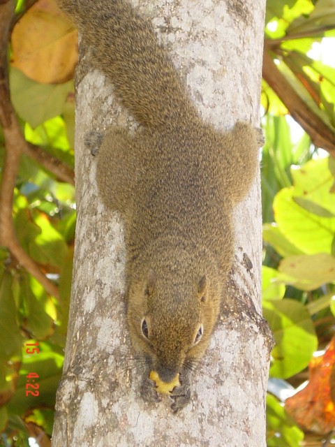 A great close-up of the squirrel after we gave it some food....believe it was banana chips!