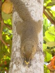 A great close-up of the squirrel after we gave it some food....believe it was banana chips!
