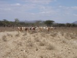 View of the Samburu cattle arriving outside of the village. The warriers (Men) and cattle walk miles to find ground suitable for grazing - quite difficult in such a barren terrain as you can see from the pic! 