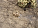 The results of the 'harvest', or should that be "dung"?