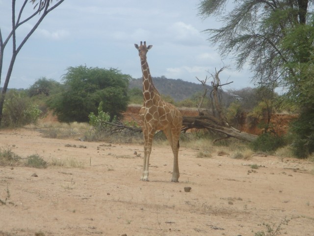 Our first game drive in Kenya within Samburu National Reserve - and our first viewing was....a Giraffe! 