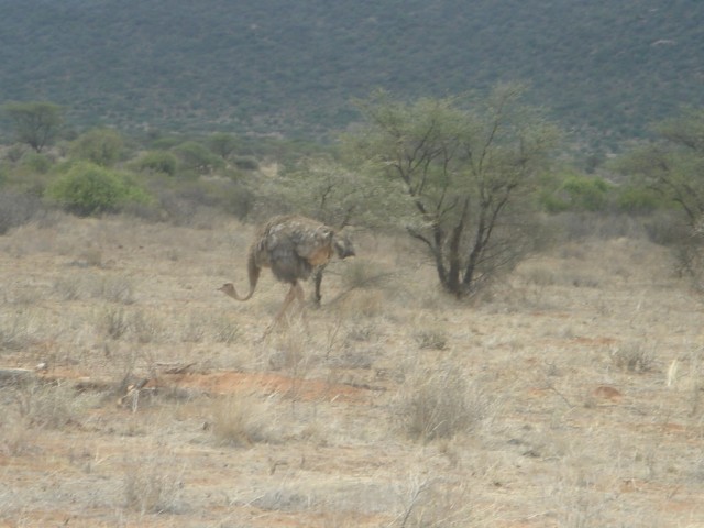 ...and then we saw a Female Ostrich...