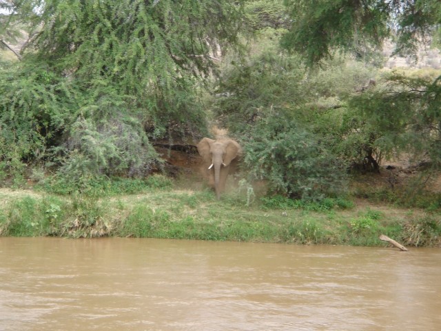 From the bar at the Samburu Game Lodge, we had a great view across the Water, and were able to watch herds of Elephant's walking by...