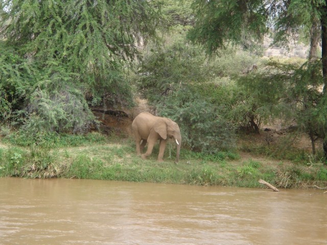 ....one Elephant decides to venture across the water....for fun?