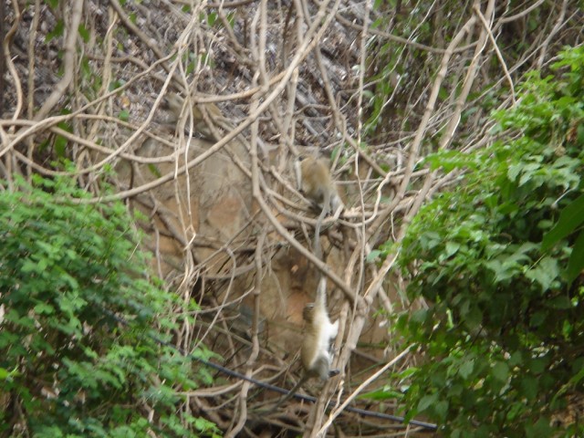 A couple of Monkey's playing in the trees!