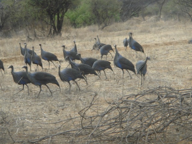 and more of them!