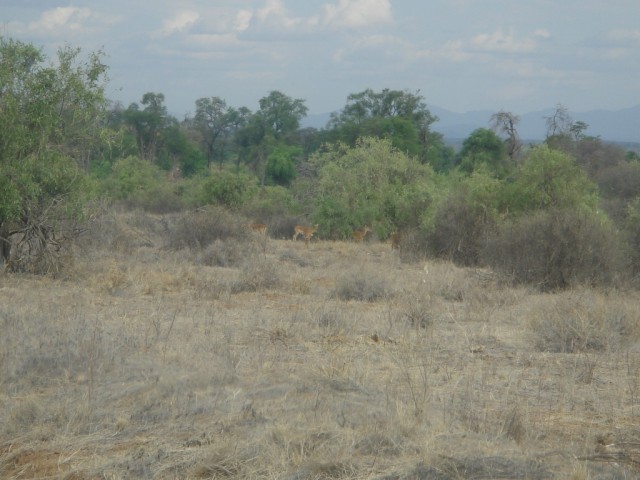 Thomson's Gazelle (I think!)
