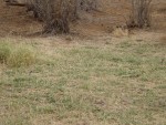 Another bird of some kind (can you tell I am not a bird watcher!?)