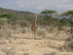 The Reticulated Giraffe - found in the Sambura National Reserve! You will notice a difference versus the Maasai Giraffe (see the pics later on in the Gallery!) 