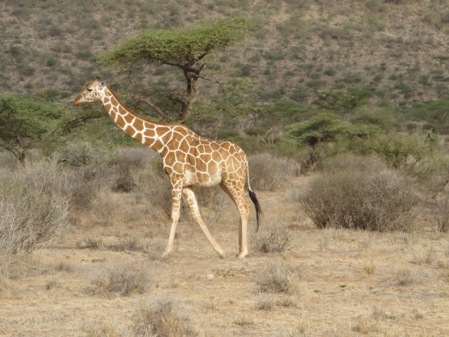 Reticulated Giraffe going walking!