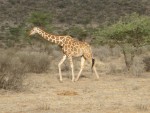 It was such a gracious animal - marvellous to watch!