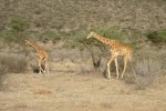 A pair of Reticulated Giraffe...
