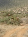 A Reticulated Giraffe trying to hide...ummm...forgot that Giraffe's aren't good at hide and seek!