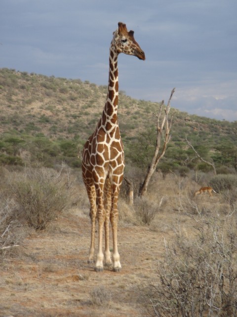 A Reticulated Giraffe eyeing us up! (There is a Gerenuk Gazelle in the background!)