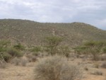 Blurry photo of the great Samburu landscape