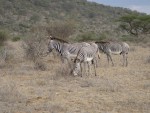 A younger Grevy zebra in the foreground.