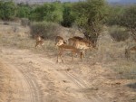 The Impala - we also nicknamed them the "E-111" (E-One-Eleven), based on the Impala's distinctive dark stripe down the back of each thigh and on its tail... cracked us up everytime we saw them! 