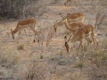 They were actually very cute animals! 