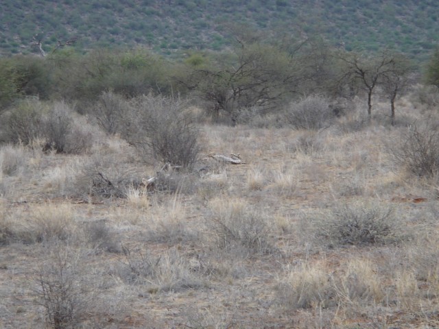 Can you see what we saw?  It's there in the middle of the image - it was quite camouflaged, until we were told where to look!