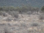 Yep, a Cheetah...but wait...there's more...