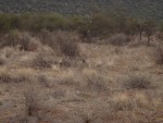 Yes two Cheetah cubs!