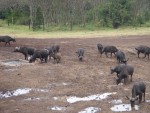 When we arrived in the afternoon a herd of Water Buffalos were already making their way down to the waterhole.