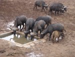 It was a great sight seeing the herd of animals.