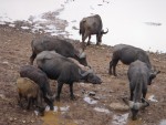 They seemed to be quite aggressive aniamls.