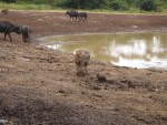 Warthog (with a missing horn!)