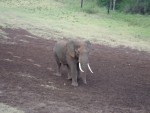 A herd of elephants then started to appear...
