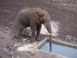 Drinking at what seemed to be a 'man-made' waterhole