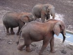 More elephants followed.
