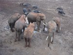 Total of 6 elephants from the main herd appeared.  The rest stayed back.