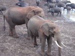 A bit of pushing and shoving occurred.  Water-Buffalos in the background.