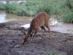 A solitary Waterbuck came down for a drink.