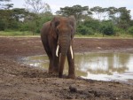 One of the elephant came a bit closer.