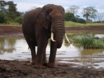What a beautiful animal they are....remember an animal never forgets, so this fellow now knows my face!!  Yikes!