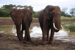 ...and then bounched away from each other...absolutely marvellous viewing!