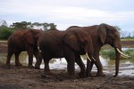 ....then further pushing and shoving as the elephants moved towards the waters edge.