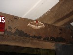 A (large) moth!  