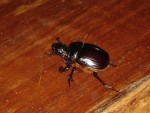 A beatle - yes it WAS this big!  It kept falling off the side of the bench and you heard the drop each time - pretty funny...shows how stupid these bugs are!