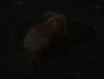 Another elephant picture at night.