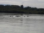 Not, I can see several hippo's!