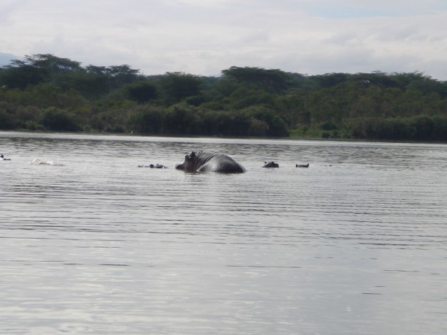 One hippo or two?  