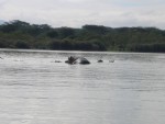 One hippo or two?  